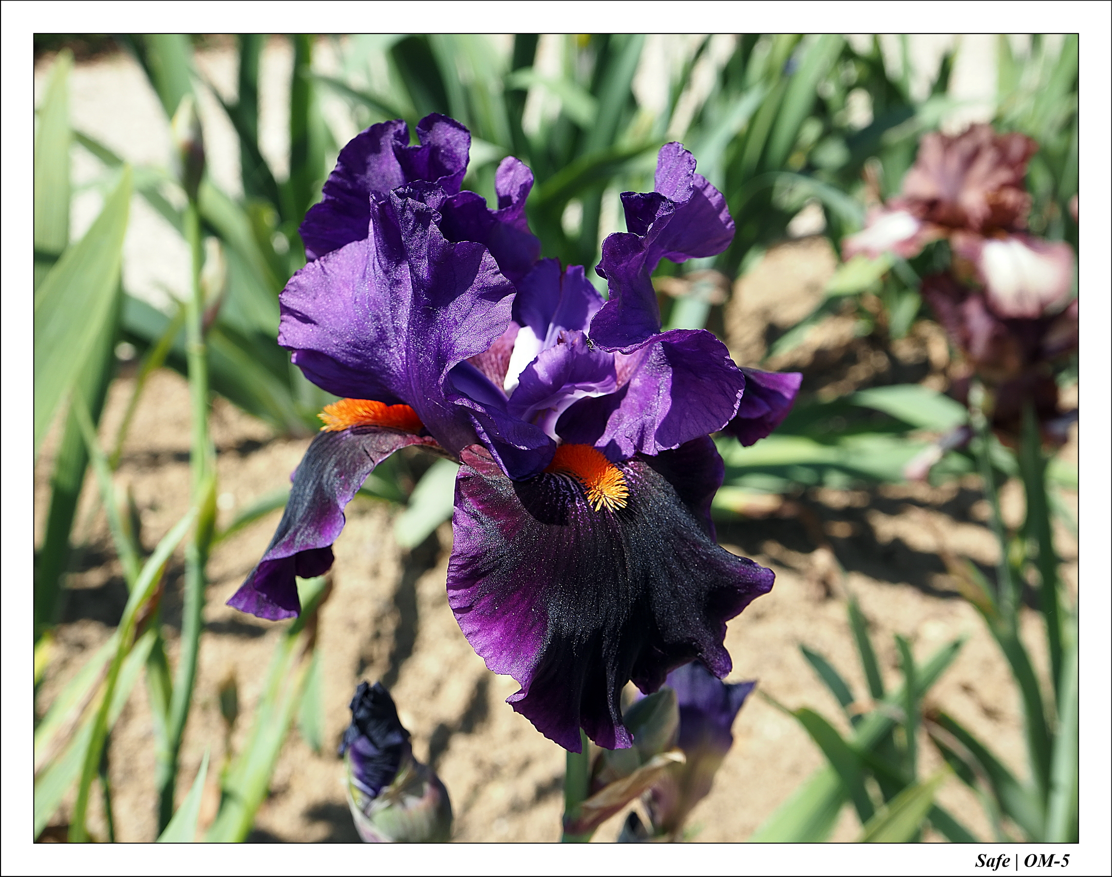 2024 - 05 - Bagatelle - 08